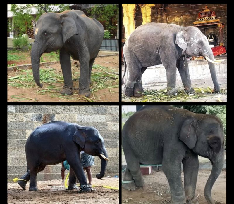 Transfer of Assam Elephants to Tamil Nadu Temples Illegal Trade Disguised as Gifts: Animal Welfare Groups Tell CM Vijay