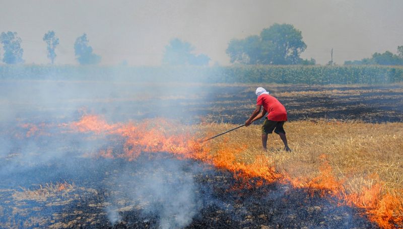 Punjab Records 30% Less Stubble Fires This Year But Burnt Area Remains ...