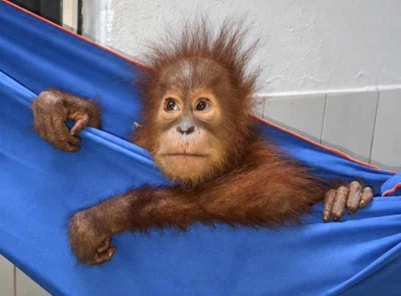 Interview | ‘India is Just Not Prepared For the Influx of Exotic Pets’: A Conser...