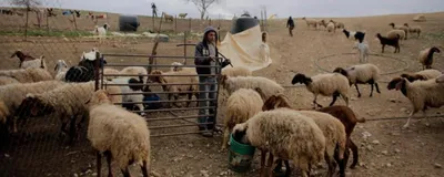 in al hamme  palestinian shepherds are being driven away