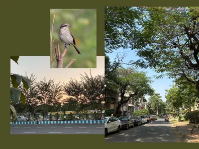how tree lovers rescued a kolkata neighbourhood