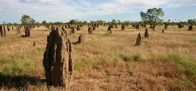 let s mimic termite nests to keep human buildings cool