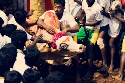 explained  sc’s permission to jallikattu and other bovine sports