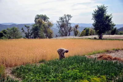 interview   wait for fine print  but centre’s agri reforms a step in right direction 