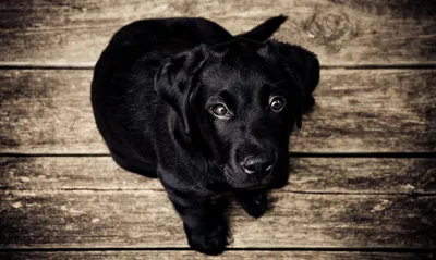dogs developed  puppy eyes  to manipulate humans  study