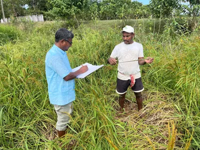 how assam’s farmers are losing their indigenous seeds
