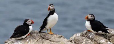 puffins use tools  have we underestimated their intelligence 