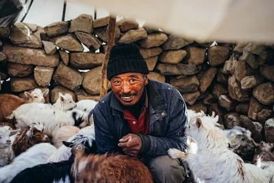 here s why the plan to process pashmina wool in up worries kashmiris