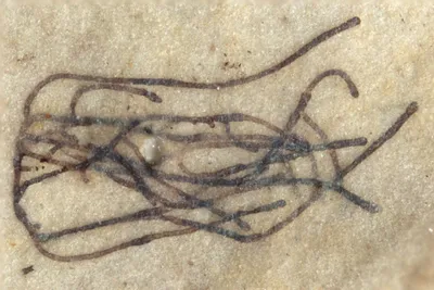 billion year old chinese seaweed is the oldest green plant fossil