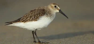 ‘state of india’s birds’ report  long term trends of species show 60  in decline