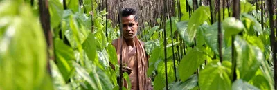 the great indian land grab being carried out in the name of compensatory afforestation