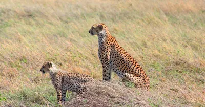 project cheetah unethical  unjust for both people and the animals  study