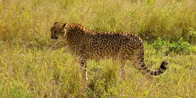 another cheetah dies in kuno  infighting may have been cause
