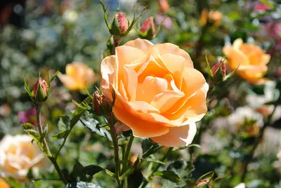 in new india  a muslim rose smells different from a hindu rose