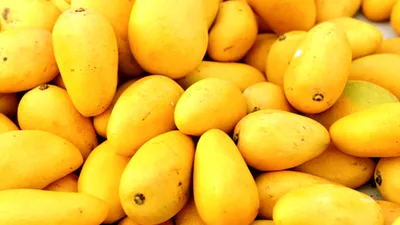 arrival of alphonso mangoes this year impacted by unexpected weather