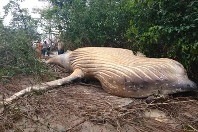 scientists surprised to find a dead humpback whale in brazil s amazon