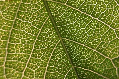 tinkering with photosynthesis  scientists see 40  jump in plant productivity