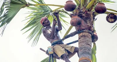 future looks up for tamil nadu s palm tree climbers