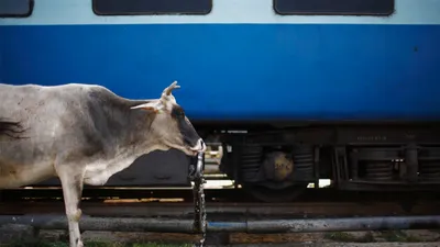 railway tracks continue to be hazardous zones for india’s cattle