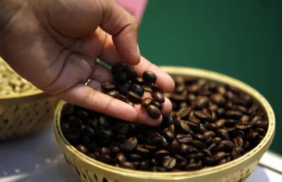 kerala  karnataka flood damage may slash india s coffee output by 20 