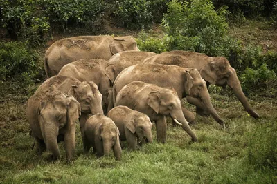 elephants living around humans should be more stressed  right  well…