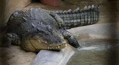 crocodiles need management  not pr