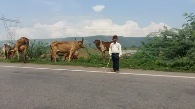 after alwar lynching  meo muslims forced to deal with institutions that neglected them