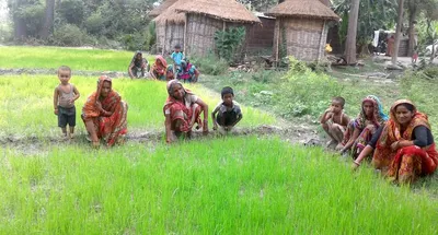 rice bankers of muzaffarpur hold out hope for women’s empowerment