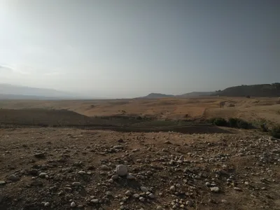 photo essay  dead sheep in the jordan valley
