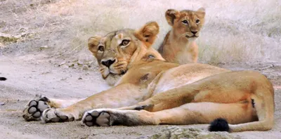 kuno  india’s second home for the asiatic lion  is ready