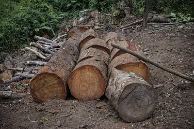 maharashtra  32 000 trees axed  9 000 more at risk to make way for mumbai vadodara highway