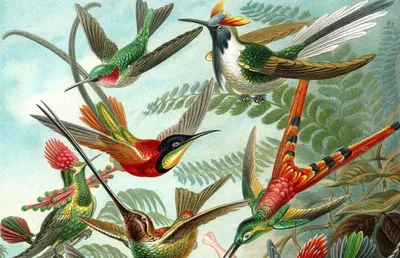 new study on hummingbird flight reveals surprising twists