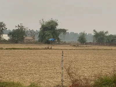 protecting farm land from animals is a costly exercise for up s vantangiyas