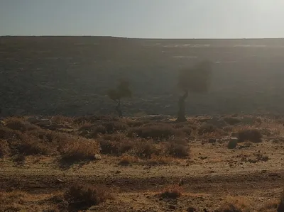 palestine  can a handful of adolescent criminals destroy an entire village 