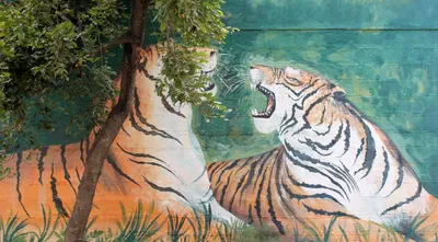 sanjay gubbi s  second nature  is a field guide to future conservationists