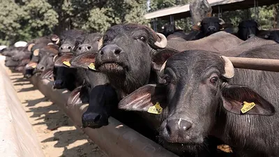 supreme court dismisses plea challenging buffalo slaughter for zoo animals in gujarat