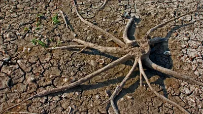 a prolonged drought is destroying lives and livelihoods in pakistan