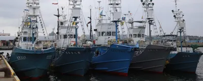 japan resumes commercial whale hunting 30 years after  stopping 