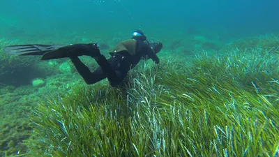 an overview of the gardens under the sea