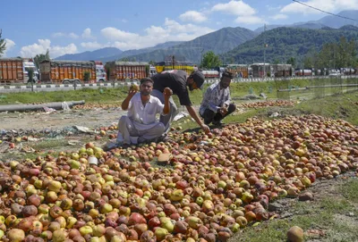 ‘major blow to horticulture industry’  apple growers in j k  himachal sound alarm over india us trade deal
