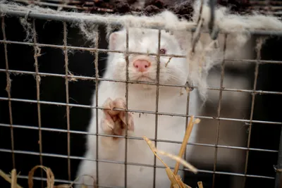 denmark to cull 17 million minks after new coronavirus strain emerges