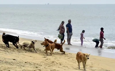 barking up the colonial tree  how india s dogs became the raj s lasting legacy