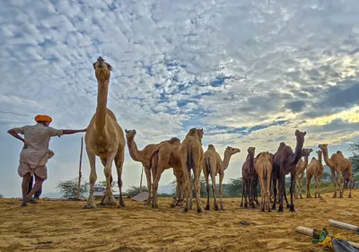 india’s livestock census finally recognises pastoralists