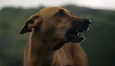 ekō  when protector turns predator