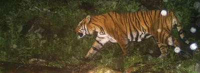 upper himalayas potential new home for tigers in south asia