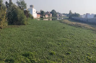 up  after uma bharti  adopted  jhansi s pahuj river  its condition has gone from bad to worse