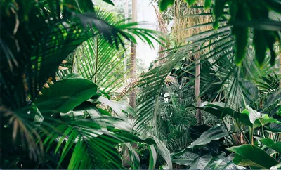 study reveals a fragile web of knowledge linking plants to people