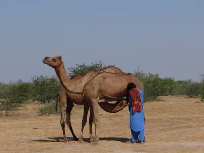 there is nary a pest as hated as mesquite in the desert flatland of kutch