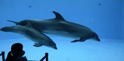 how dolphins learn to work together for rewards