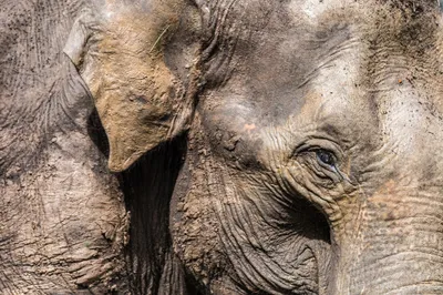 listen  walking with elephants  with manan gupta